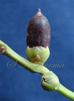  Fruit